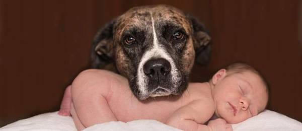 Een baby op komst? Zo bereid je jouw hond voor!