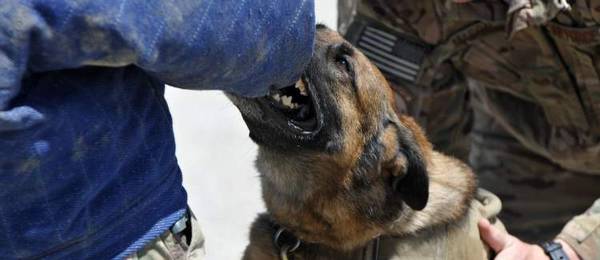 Maatschappelijk Aanvaardbaar Gedrag bij de hond