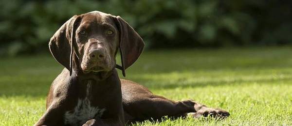 Leer je hond te gaan zitten, te gaan liggen of te blijven