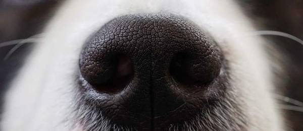 De neus: het navigatiesysteem van de hond