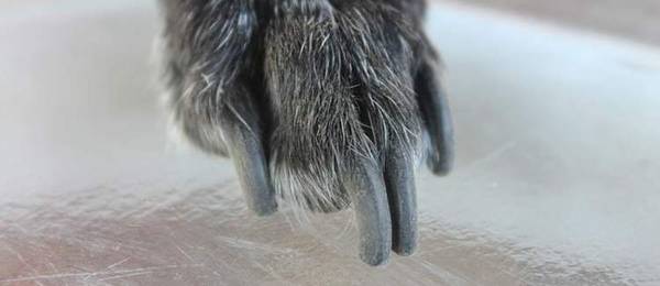 Nagels van de hond