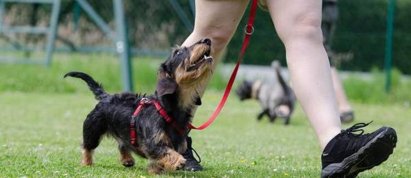 Basisregels voor het opvoeden van de hond