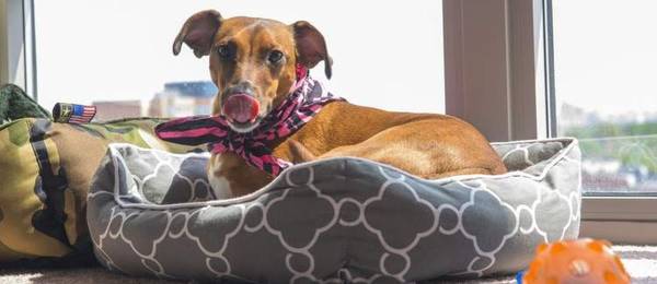 Leer je hond op een bepaalde plaats te gaan liggen