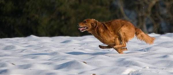 Voorkom achtervolgingsgedrag hond