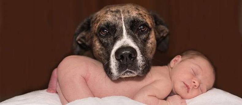 Het stappenplan voor hond en baby