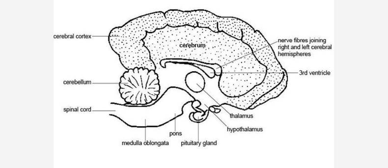 Paroxysmale dyskinesie (PD)