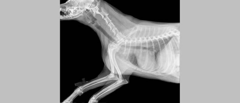 Contrast Radiografie