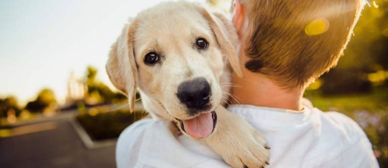 Honden huilen tranen van geluk