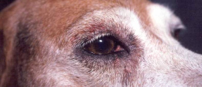 Mallassesia pachydermatis