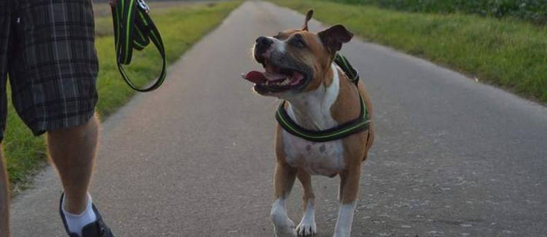 Ongewenst gedrag van de hond doorbreken