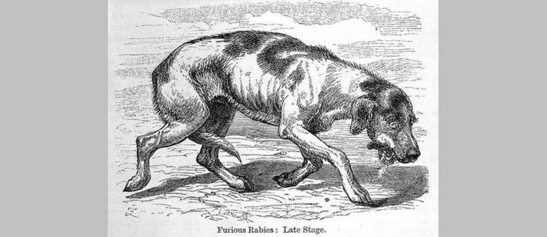 Rabiës