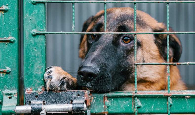 Kent de hond wel een schuldgevoel?