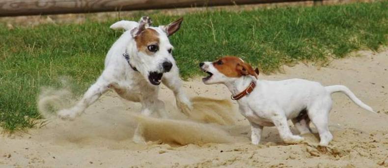 Het socialiseren van je pup