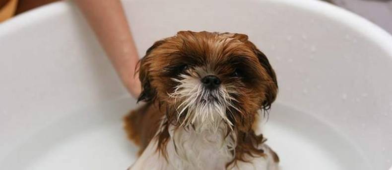 Vachtverzorging van je hond