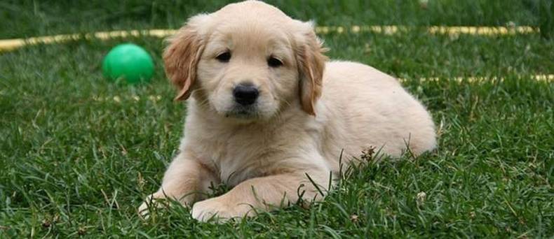 Zindelijk maken van je pup