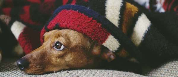 Deze rassen hebben vaker last van hun darmen