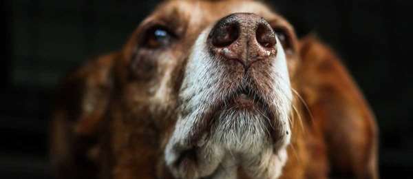 Kunnen honden aanvoelen wanneer hun baasje gestrest is?