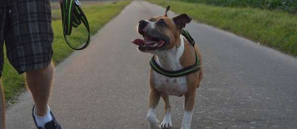Hoe je trekken aan de lijn in 14 dagen stopt