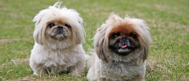 Pekingees