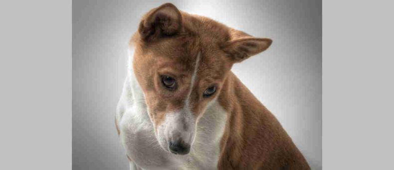 Basenji