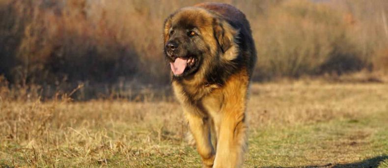 Leonberger