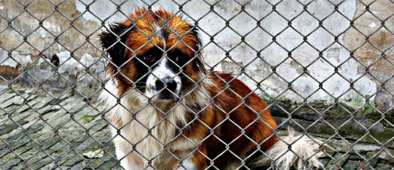 NVWA neemt honden in bewaring bij hondenfokker Kwispel Enzo