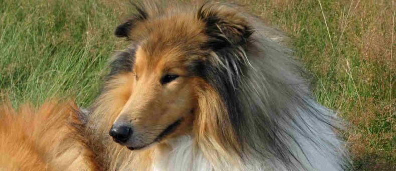 Schotse Collie