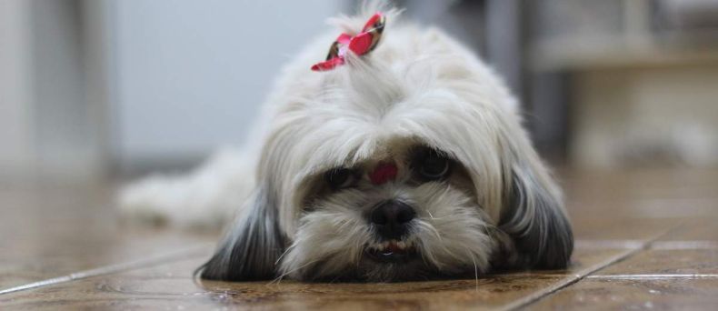 Shih Tzu