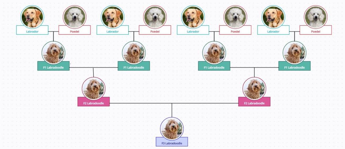 Schema outcross