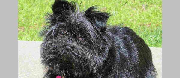 Alles wat je wilt weten over de Affenpinscher 