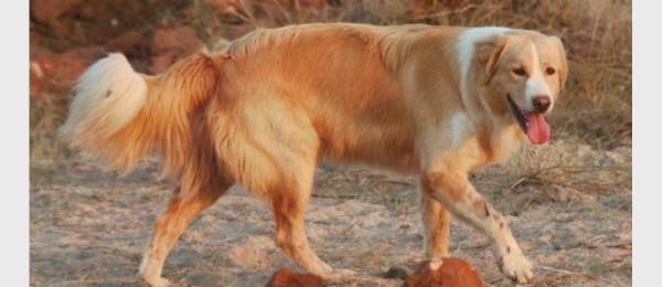 Alles wat je wilt weten over de Aidi (Atlashond)