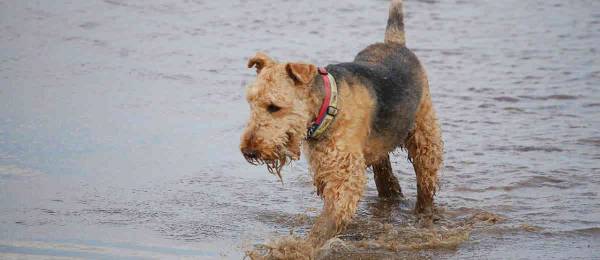 Alles wat je wilt weten over de Airedale Terrier