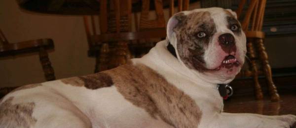 Alles wat je wilt weten over de Alapaha Blue Blood Bulldog