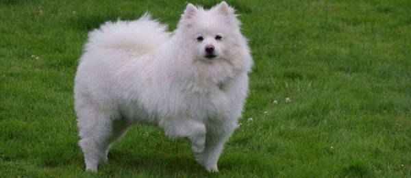 Alles wat je wilt weten over de Amerikaanse Eskimo Dog