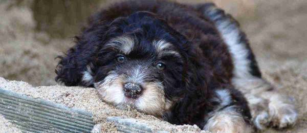 Alles wat je wilt weten over de Aussiedoodle