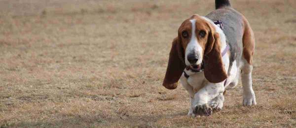 Alles wat je wilt weten over de Basset Hound 