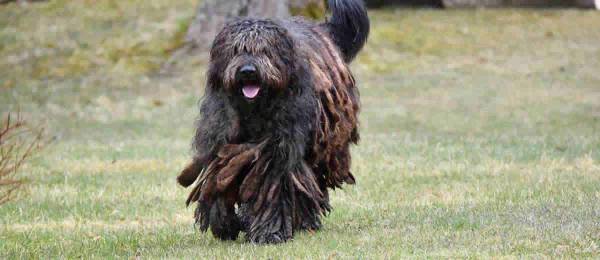 Alles wat je wilt weten over de Bergamasco