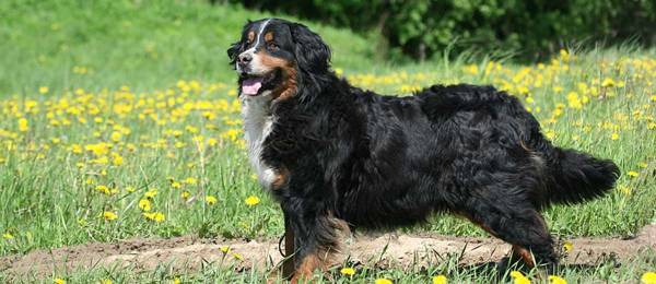 Alles wat je wilt weten over de Berner Sennenhond