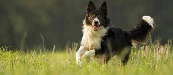 Alles wat je wilt weten over de Border Collie