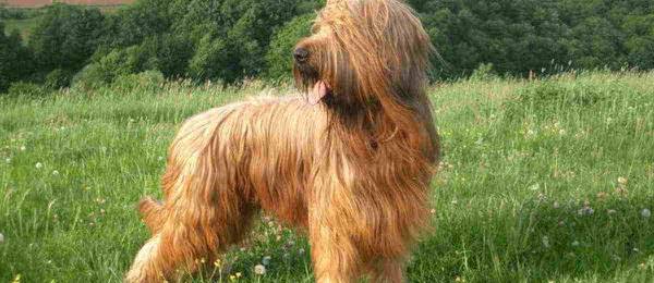 Alles wat je wilt weten over de Briard