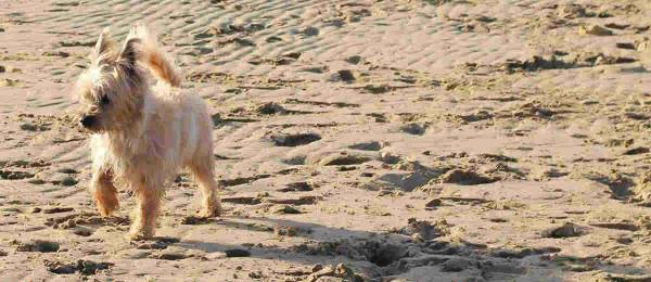 Alles wat je wilt weten over de Cairn Terrier