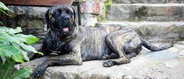 Alles wat je wilt weten over de Cane Corso