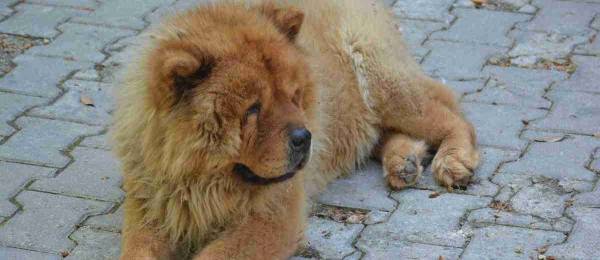 Alles wat je wilt weten over de Chow Chow