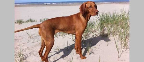 Alles wat je wilt weten over de Redbone Coonhound