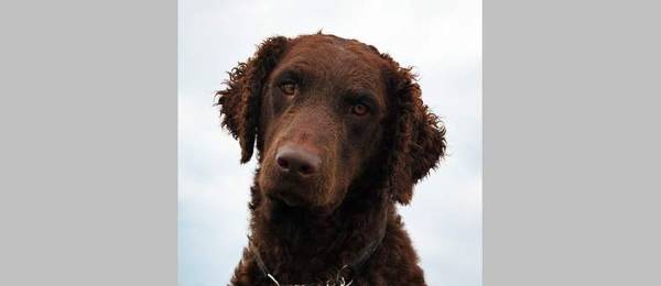 Alles wat je wilt weten over de Curly Coated Retriever