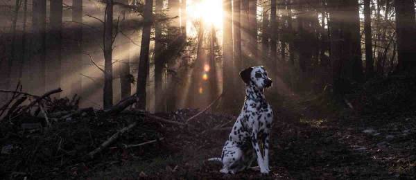 Alles wat je wilt weten over de Dalmatische Hond