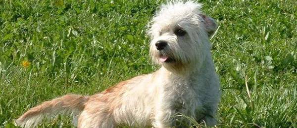 Alles wat je wilt weten over de Dandie Dinmont Terrier