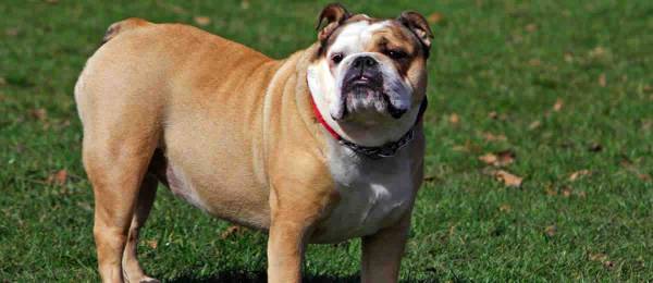 Alles wat je wilt weten over de Engelse Bulldog