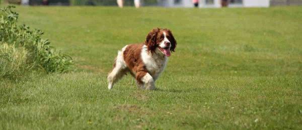 Alles wat je wilt weten over de Engelse Springer Spaniel 