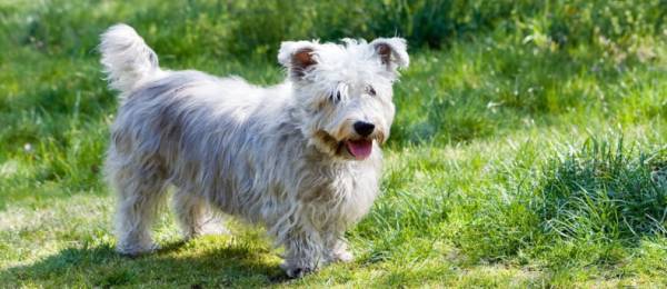 Alles wat je wilt weten over de Glen of Imaal Terrier